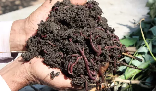 Vermicomposting_worms